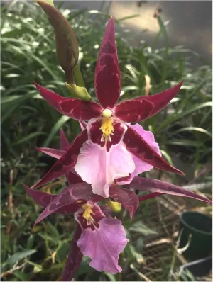 Aliceara Marfitch Howard’s Dream - AOS Award of Merit Winner, Purple Blooms Intriguing Pattern Fragrant Classic Easy Orchid